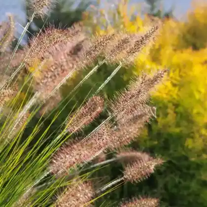 Foto von Australisches Lampenputzergras (Pennisetum alopecuroides)