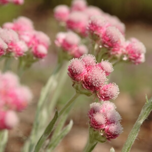 Katzenpfötchen 'Rotes Wunder' / Antennaria dioica 'Rotes Wunder'