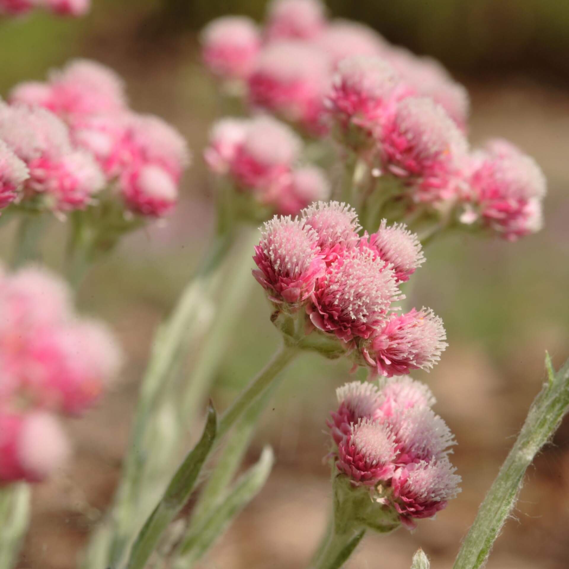 Katzenpfötchen 'Rotes Wunder' (Antennaria dioica 'Rotes Wunder')