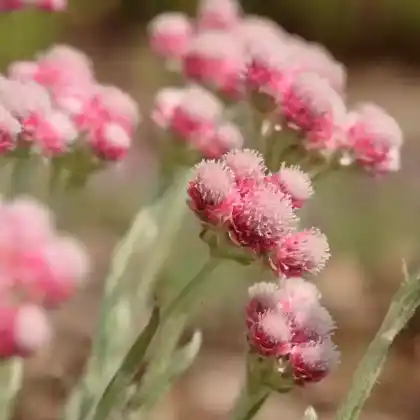 Foto von Katzenpfötchen 'Rotes Wunder' (Antennaria dioica 'Rotes Wunder')