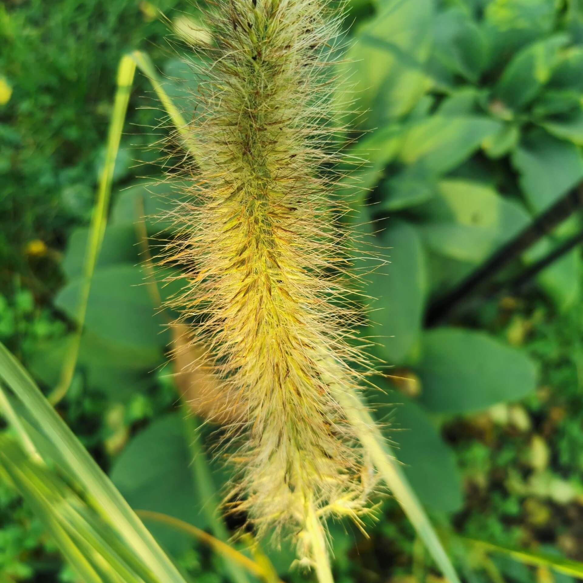 Lampenputzergras 'Compressum' (Pennisetum alopecuroides 'Compressum')