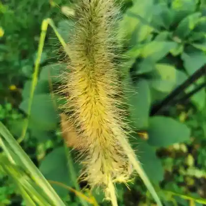 Foto von Lampenputzergras 'Compressum' (Pennisetum alopecuroides 'Compressum')