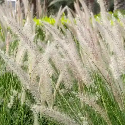 Foto von Lampenputzergras 'Hameln' (Pennisetum alopecuroides 'Hameln')