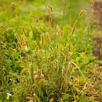 Foto von Lampenputzergras 'Herbstzauber' (Pennisetum alopecuroides 'Herbstzauber')
