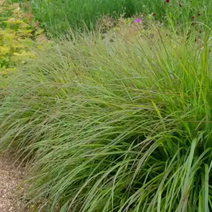 Foto von Federborstengras 'Moudry' (Pennisetum alopecuroides 'Moudry')