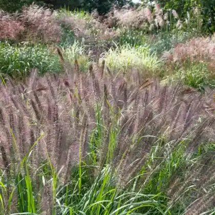 Foto von Lampenputzergras 'Red Head' (Pennisetum alopecuroides 'Red Head')