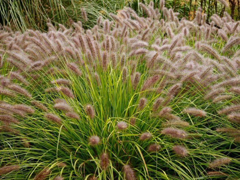 Lampenputzergras 'Red Head' / Pennisetum alopecuroides 'Red Head'
