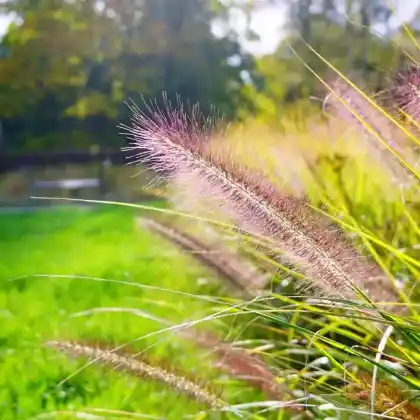 Foto von Lampenputzergras 'Viridescens' (Pennisetum alopecuroides 'Viridescens')