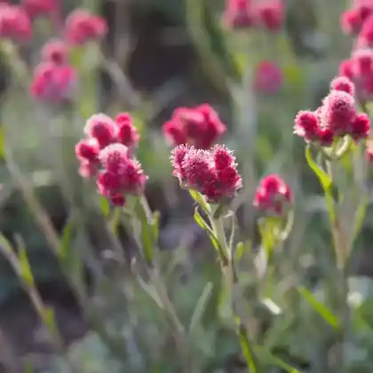 Foto von Katzenpfötchen 'Rubra' (Antennaria dioica 'Rubra')