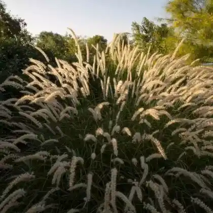 Foto von Orient-Lampenputzergras (Pennisetum orientale)