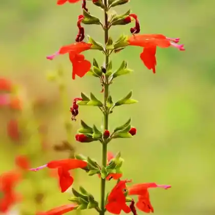 Foto von Roter Bartfaden  (Penstemon barbatus)