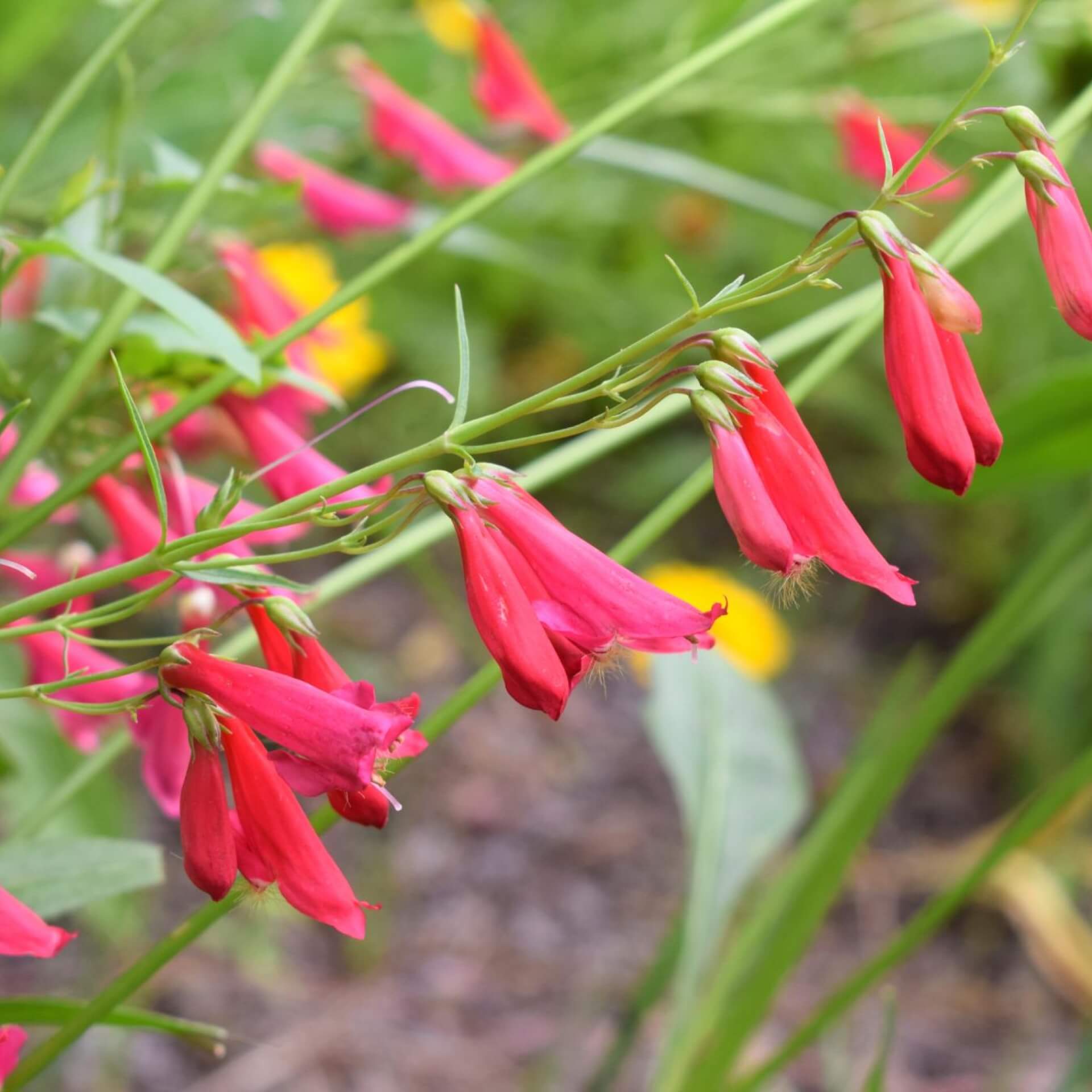 Bartfaden 'Coccineus' (Penstemon barbatus 'Coccineus')