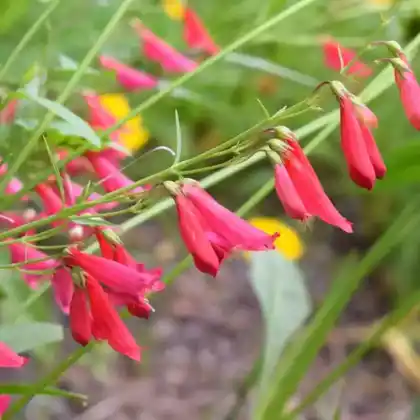 Foto von Bartfaden 'Coccineus' (Penstemon barbatus 'Coccineus')