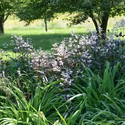 Foto von Fingerhutförmiger Bartfaden 'Dark Towers' (Penstemon digitalis 'Dark Towers')