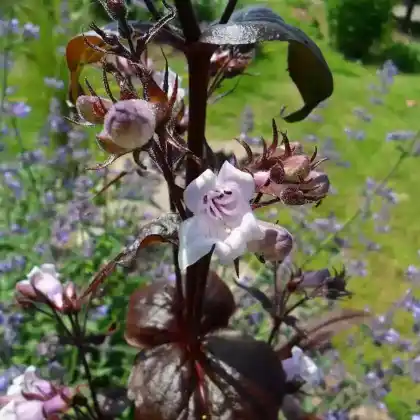 Foto von Fingerhutförmiger Bartfaden 'Husker's Red' (Penstemon digitalis 'Husker's Red')