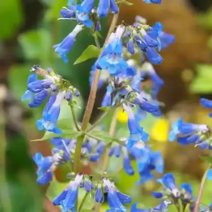 Foto von Breitblättrige Bartfaden (Penstemon ovatus)