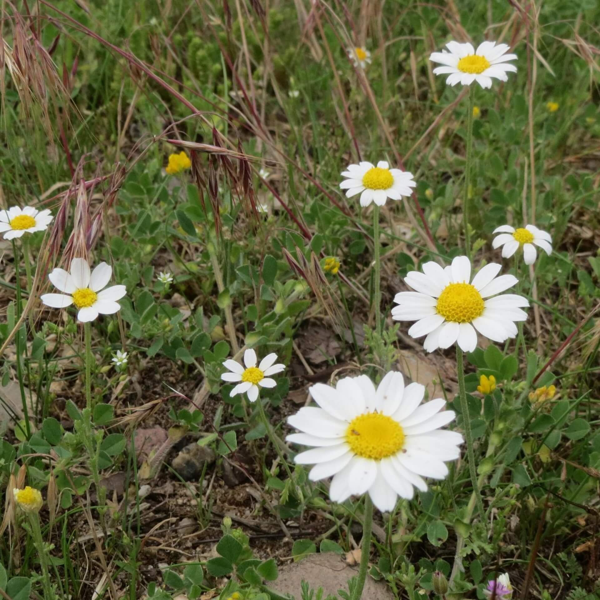 Acker-Hundskamille (Anthemis arvensis)