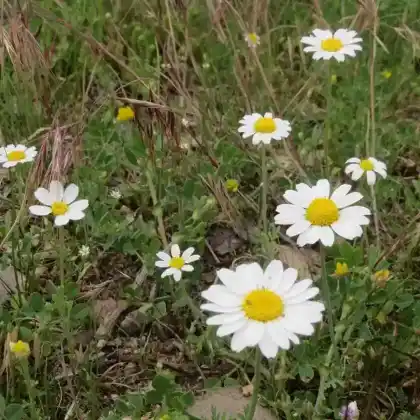 Foto von Acker-Hundskamille (Anthemis arvensis)