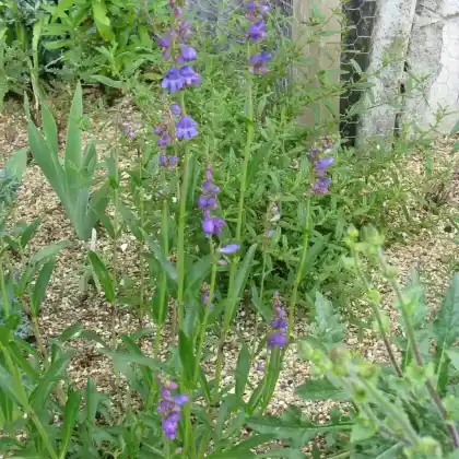 Foto von Aufrechter Bartfaden (Penstemon strictus)