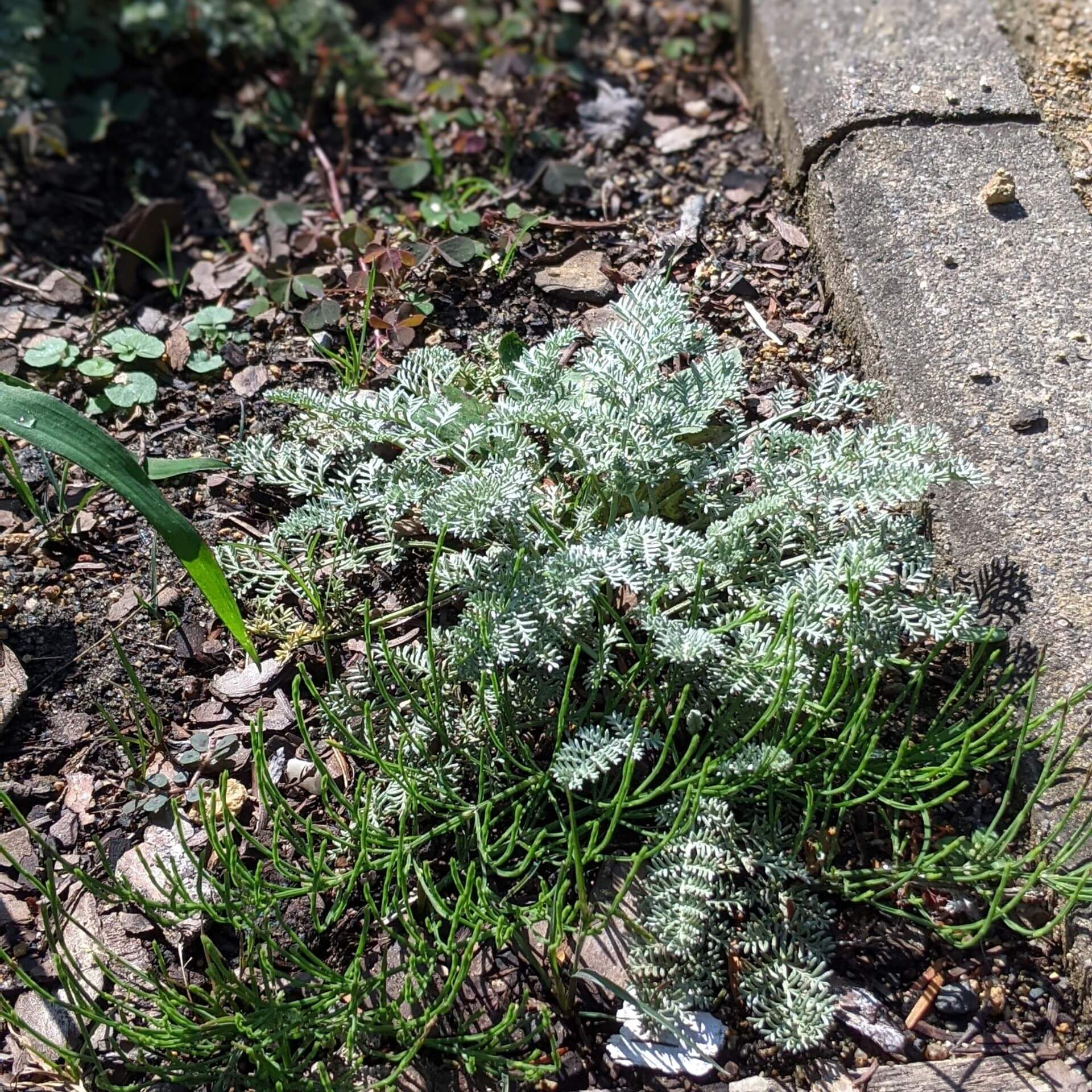 Silbrige Berg-Kamille (Anthemis marschalliana)