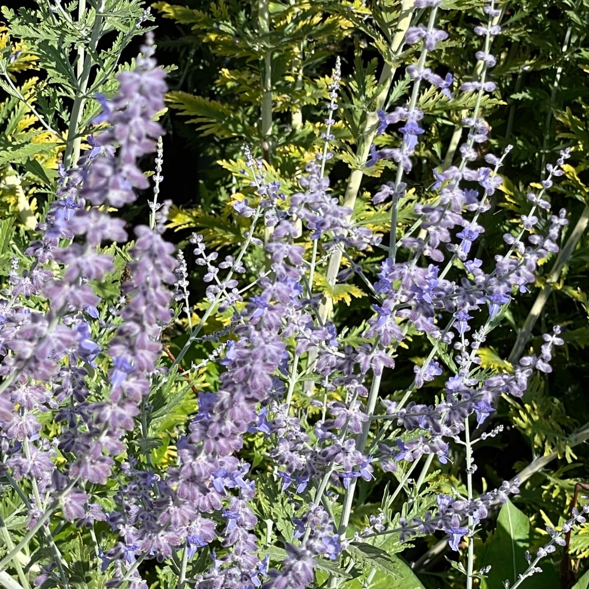 Blauraute (Perovskia abrotanoides)