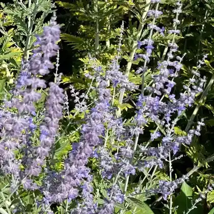 Foto von Blauraute (Perovskia abrotanoides)