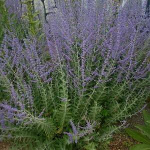 Echter Lavendel Expertenwissen für Garten & Balkon