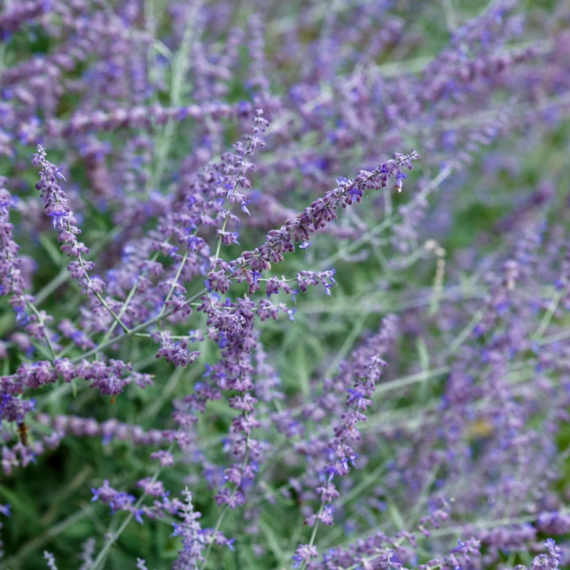 Silber-Perowskie (Perovskia atriplicifolia)