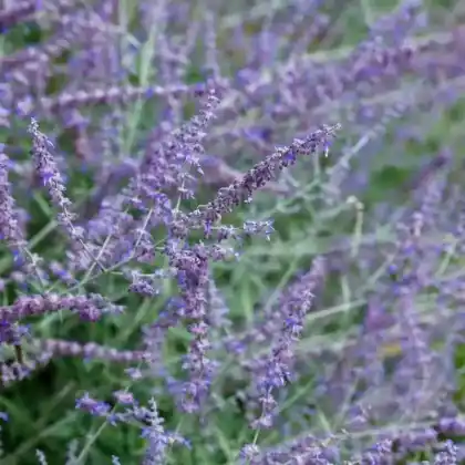 Foto von Silber-Perowskie (Perovskia atriplicifolia)