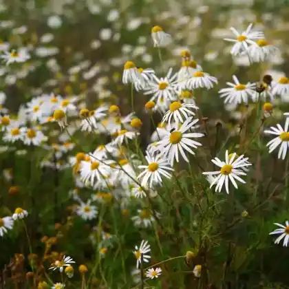 Foto von Russische Hundskamille (Anthemis ruthenica)