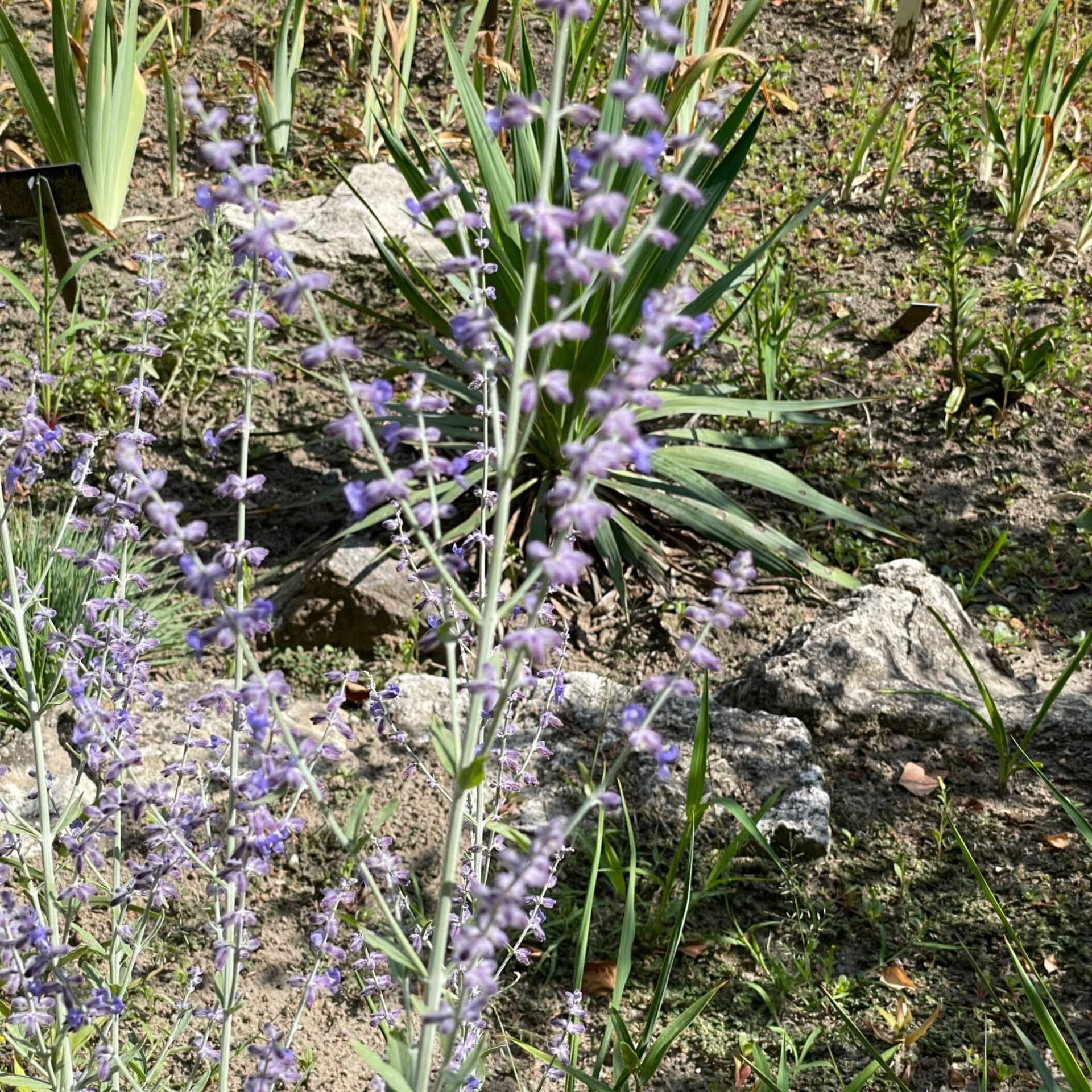 Blauraute 'Little Spire' (Perovskia atriplicifolia 'Little Spire')