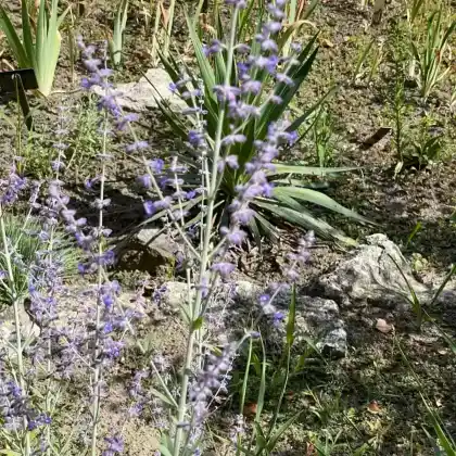 Foto von Blauraute 'Little Spire' (Perovskia atriplicifolia 'Little Spire')