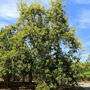 Persea americana
