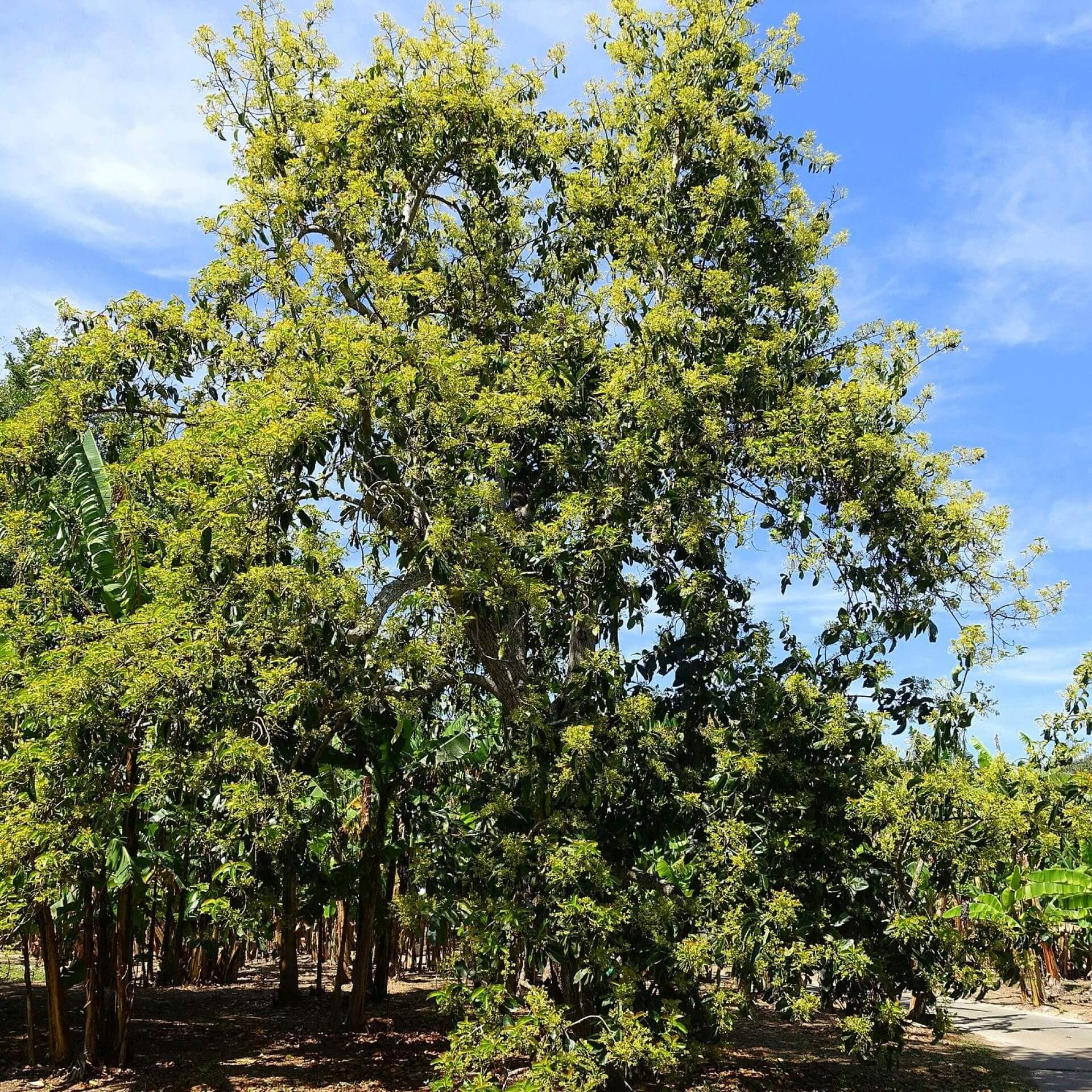 Avocado (Persea americana)