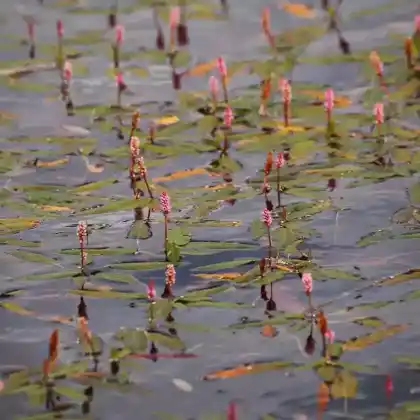 Foto von Wasser-Knöterich (Persicaria amphibia)