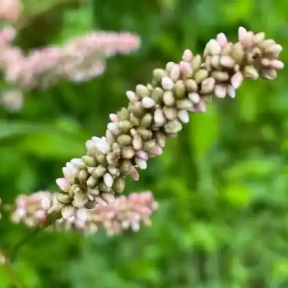 Foto von Floh-Knöterich (Persicaria maculosa)