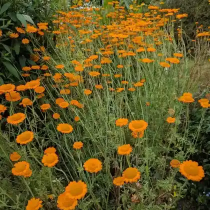 Foto von Bulgarische Hundskamille (Anthemis sancti-johannis)