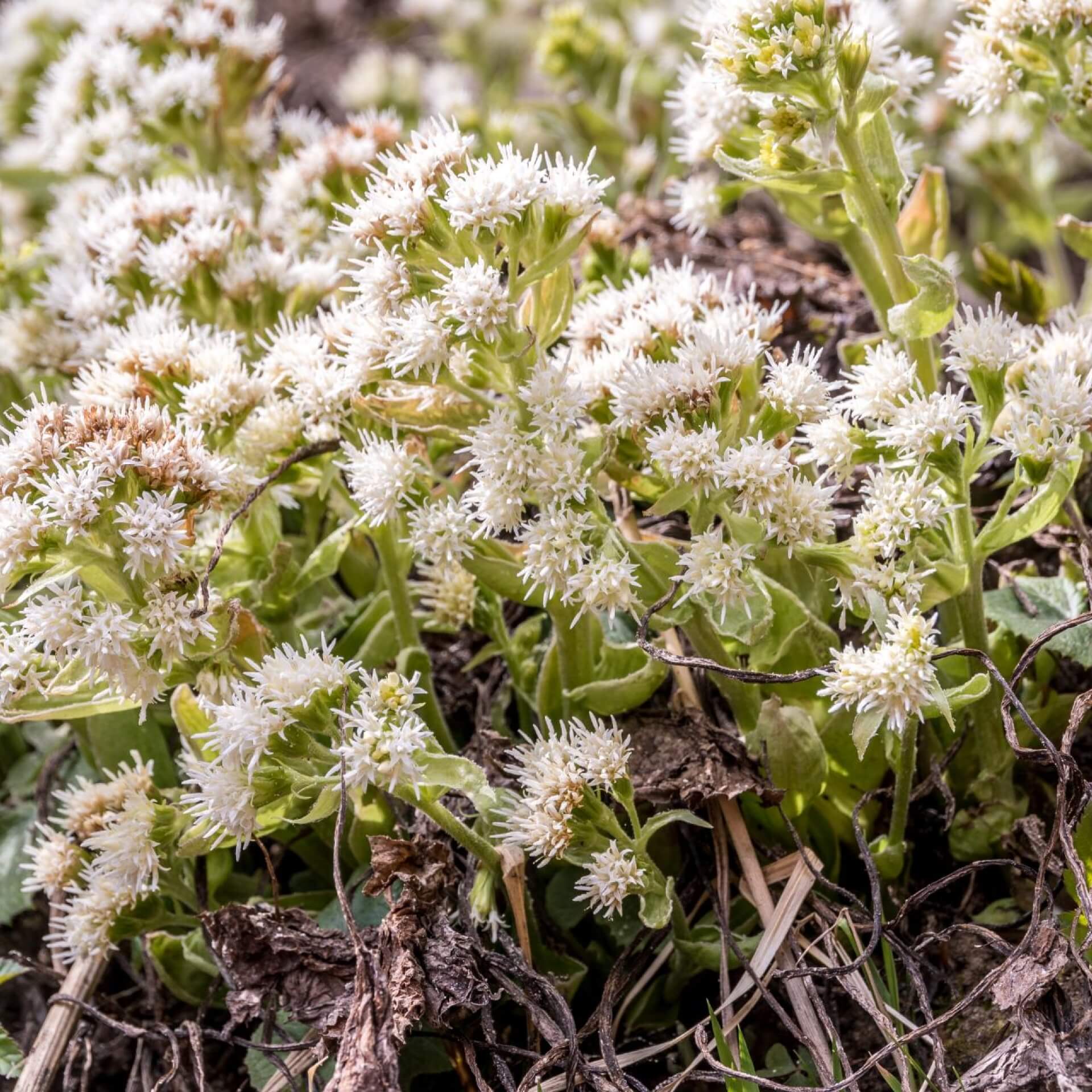 Weiße Pestwurz (Petasites albus)