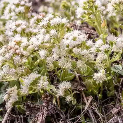 Foto von Weiße Pestwurz (Petasites albus)