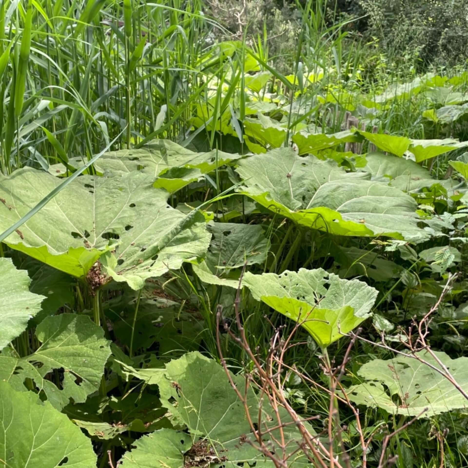 Gewöhnliche Pestwurz (Petasites hybridus)