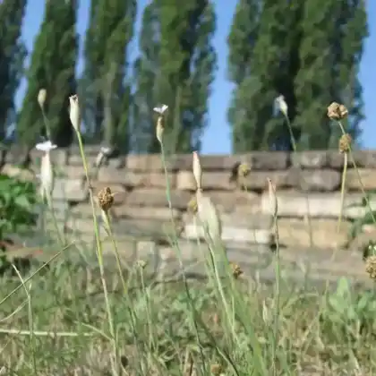 Foto von Sprossende Felsennelke (Petrorhagia prolifera)