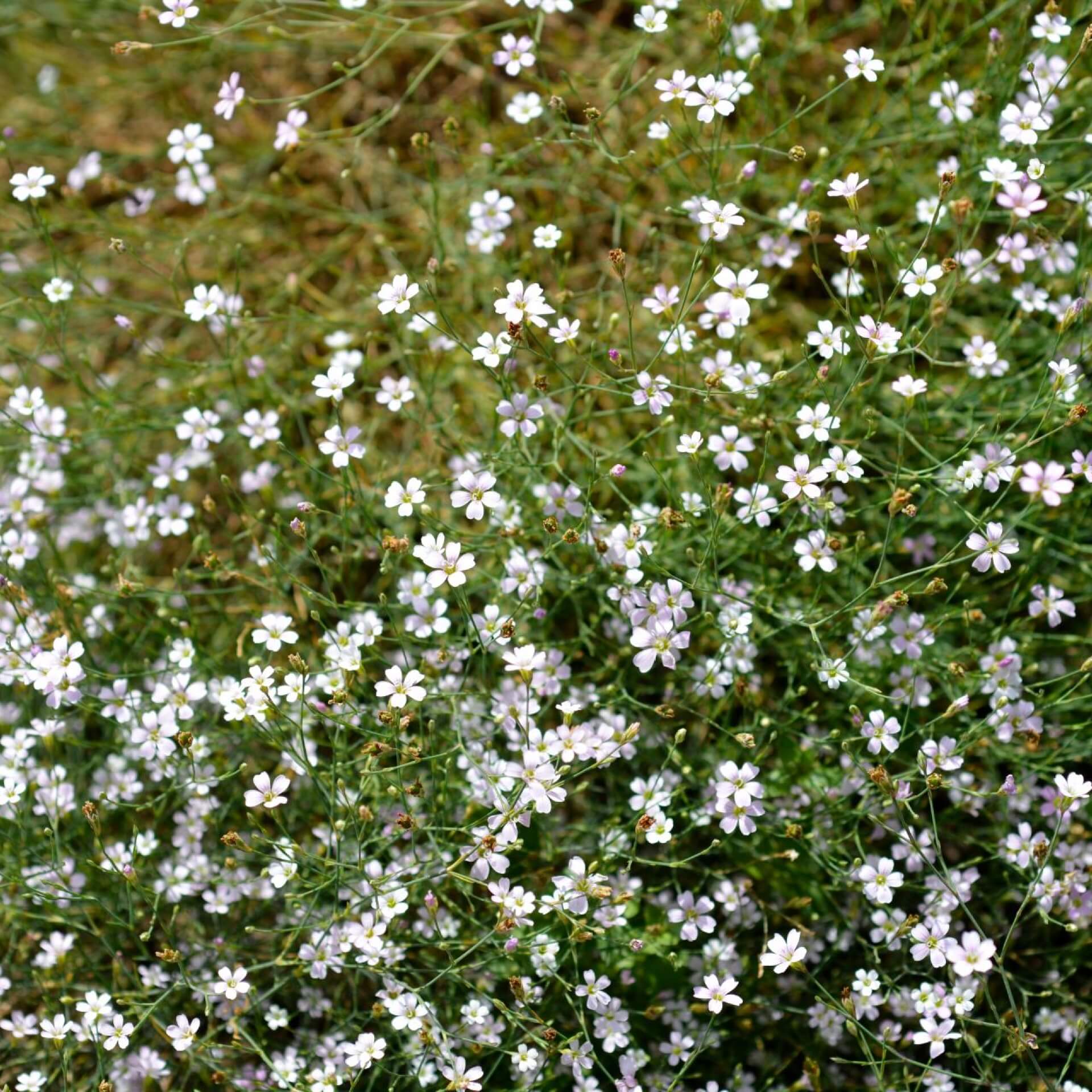 Steinbrechfelsennelke (Petrorhagia saxifraga)