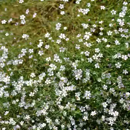 Foto von Steinbrechfelsennelke (Petrorhagia saxifraga)