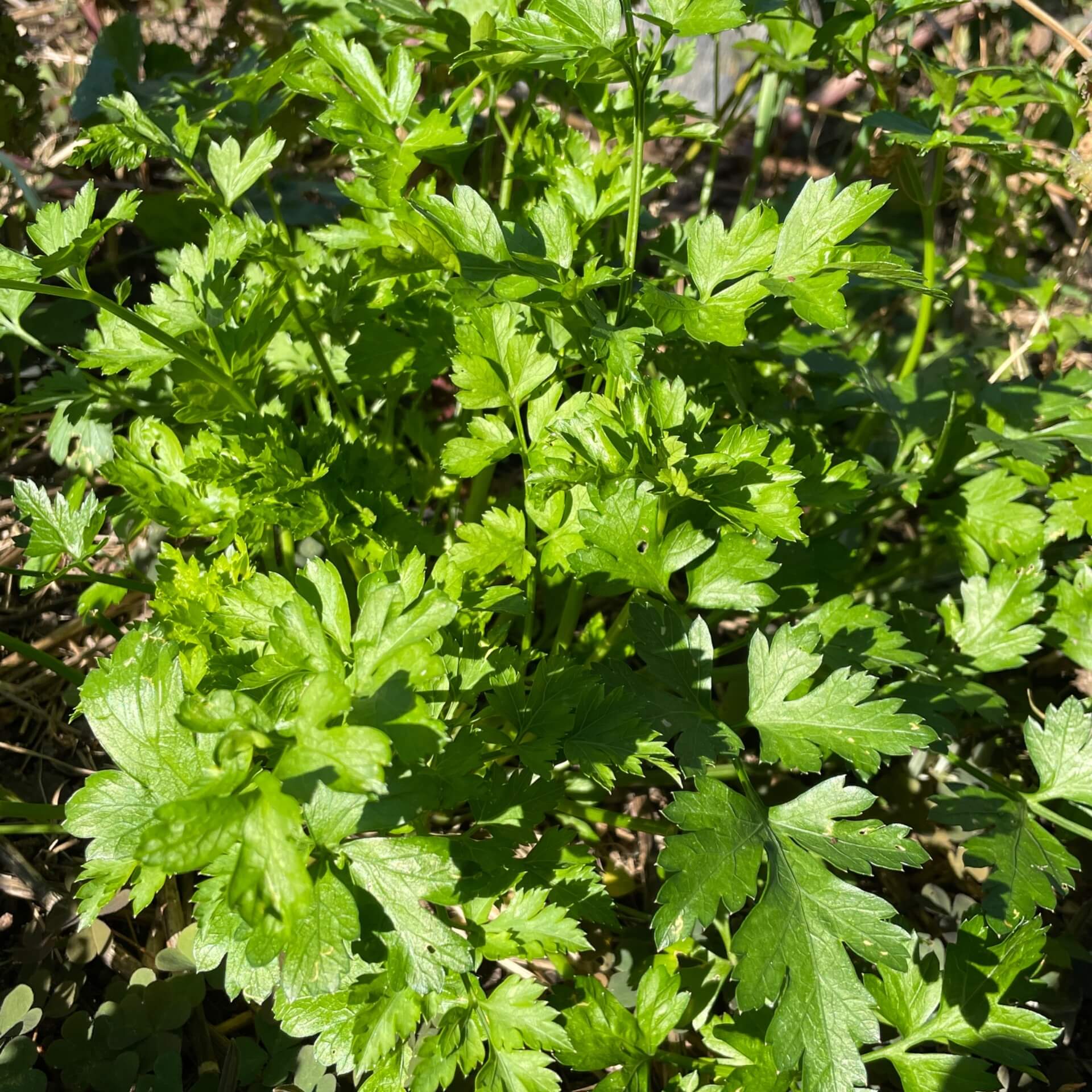 Garten-Petersilie (Petroselinum crispum)