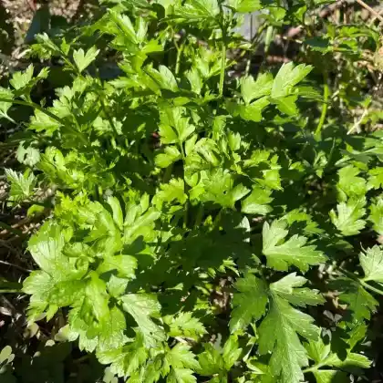 Foto von Garten-Petersilie (Petroselinum crispum)