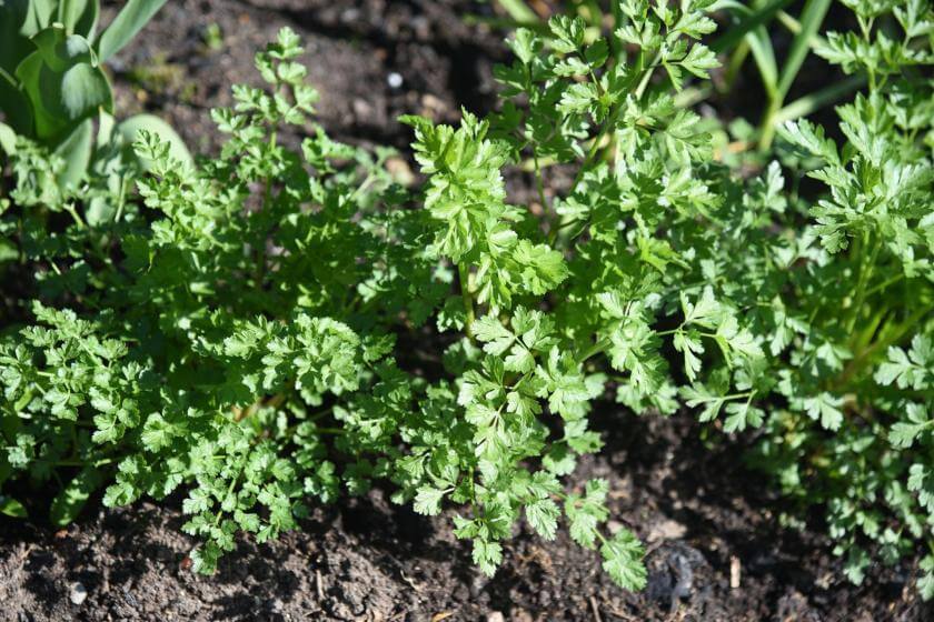 GartenPetersilie / Petroselinum crispum