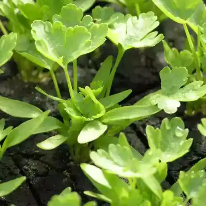 Foto von Garten-Petersilie 'Gigante d´Italia' (Petroselinum crispum 'Gigante d´Italia')