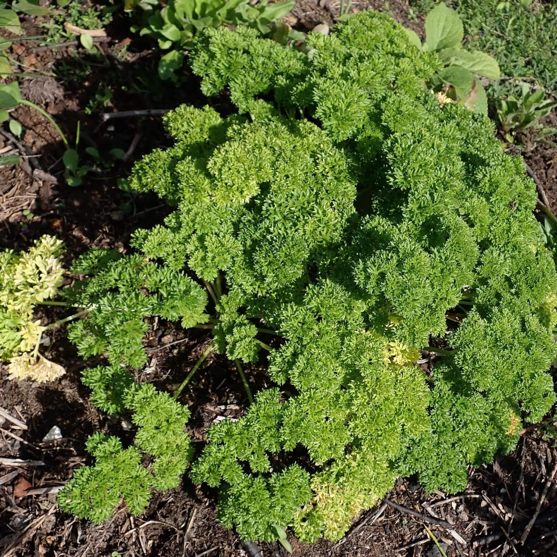 Garten-Petersilie 'Mooskrause' (Petroselinum crispum 'Mooskrause')