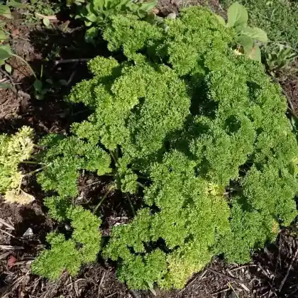 Foto von Garten-Petersilie 'Mooskrause' (Petroselinum crispum 'Mooskrause')