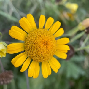 Anthemis tinctoria